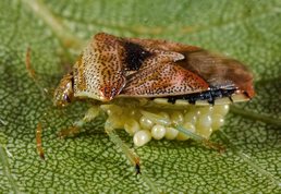Elasmucha grisea - Parent bug with eggs